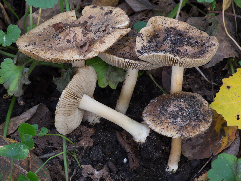 Inocybe terrifera